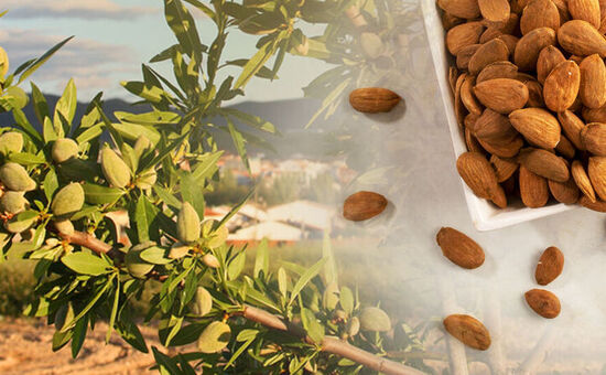 SEVGİLİLER GÜNÜNE ÖZEL DATÇA BADEM ÇİÇEĞİ FESTİVALİ TURU 13-15 ŞUBAT 2026