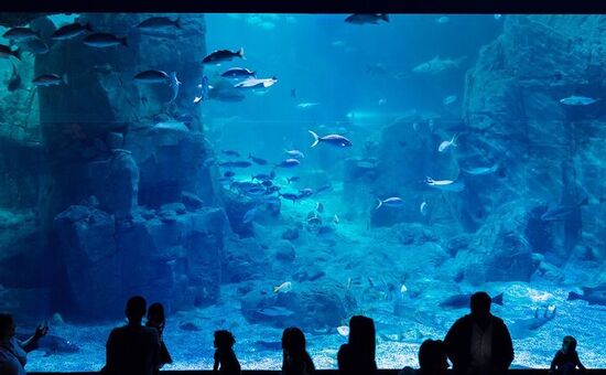 SÖMESTİRE ÖZEL İSTANBUL FLORYA AKVARYUM-RAHMİ KOÇ MÜZESİ VE DİJİTAL DENEYİM MÜZESİ TURU 8 ŞUBAT 2026