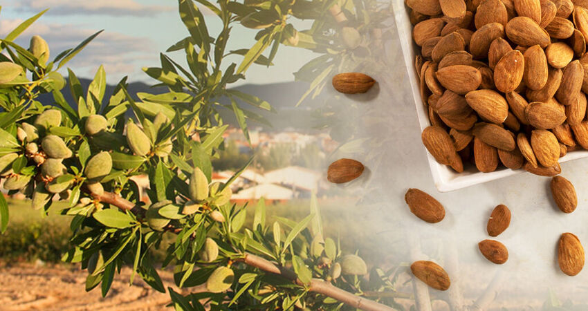 SEVGİLİLER GÜNÜNE ÖZEL DATÇA BADEM ÇİÇEĞİ FESTİVALİ TURU 13-15 ŞUBAT 2026