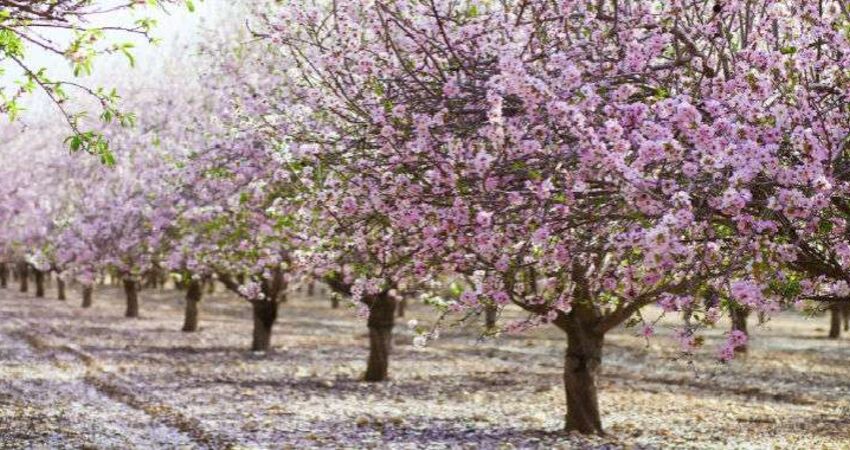 SEVGİLİLER GÜNÜNE ÖZEL DATÇA BADEM ÇİÇEĞİ FESTİVALİ TURU 13-15 ŞUBAT 2026