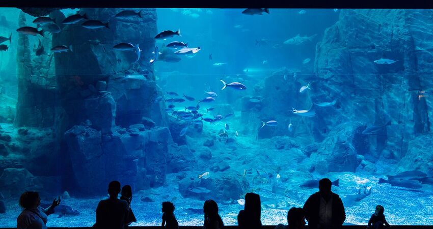 SÖMESTİRE ÖZEL İSTANBUL FLORYA AKVARYUM-RAHMİ KOÇ MÜZESİ VE DİJİTAL DENEYİM MÜZESİ TURU 30 OCAK2026