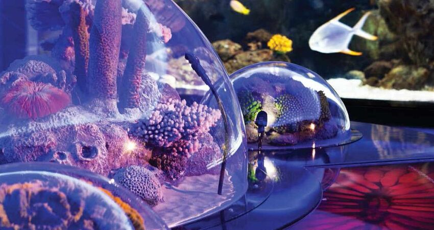 SÖMESTİRE ÖZEL İSTANBUL FLORYA AKVARYUM-RAHMİ KOÇ MÜZESİ VE DİJİTAL DENEYİM MÜZESİ TURU 30 OCAK2026