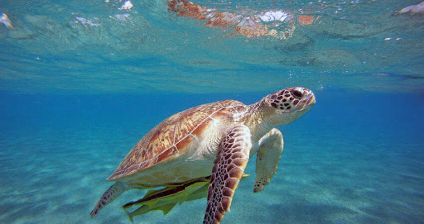 4 GECE KONAKLAMALI LİKYA MAVİ CENNET FETHİYE TURLARI 2026