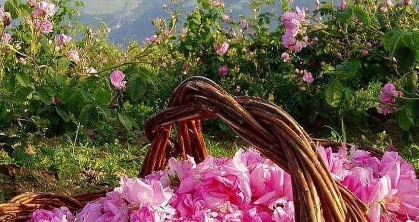 ISPARTA GÜL HASADI, ISPARTA MERKEZ,SALDA GÖLÜ VE  PAMUKKALE TURU 05-07 HAZİRAN 2026