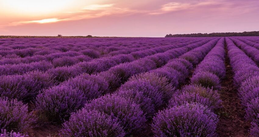 ISPARTA LAVANTA TARLALARI,SALDA GÖLÜ ve PAMUKKALE TURLARI 2026