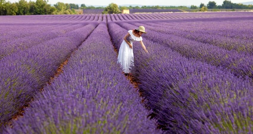 ISPARTA LAVANTA TARLALARI,SALDA GÖLÜ ve PAMUKKALE TURLARI 2026