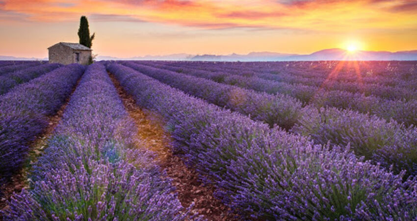 ISPARTA LAVANTA TARLALARI,SALDA GÖLÜ ve PAMUKKALE TURLARI 2026