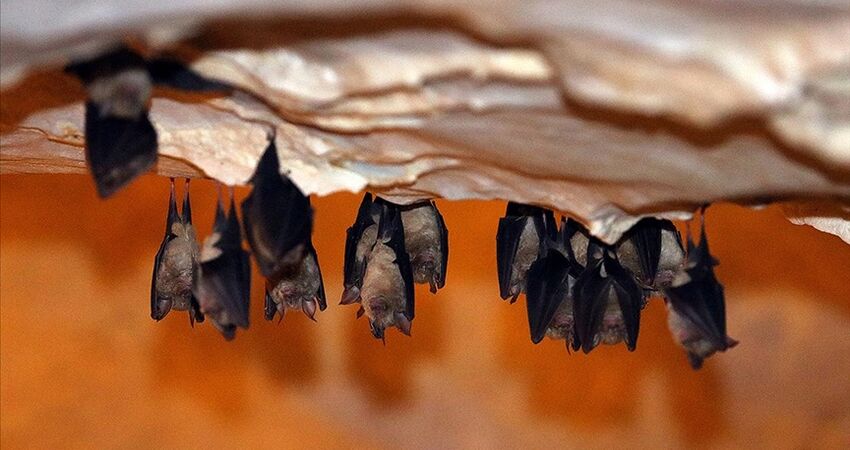 İĞNEADA DUPNİSA MAĞRASI TURU-14 HAZİRAN 2026