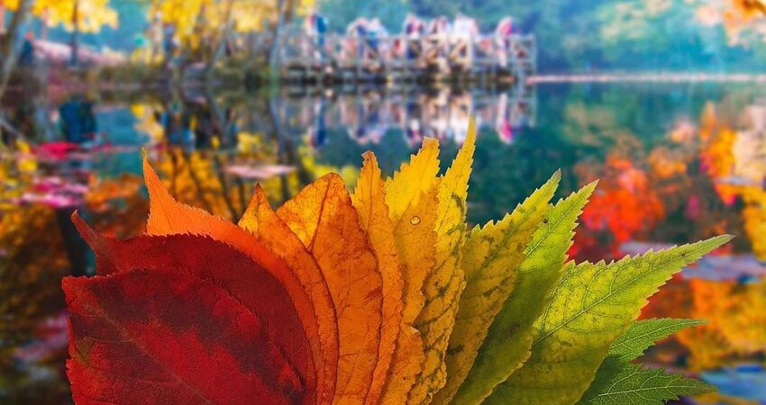 YEDİGÖLLER ABANT GÖYNÜK TARAKLI (06-07 HAZİRAN 2026)