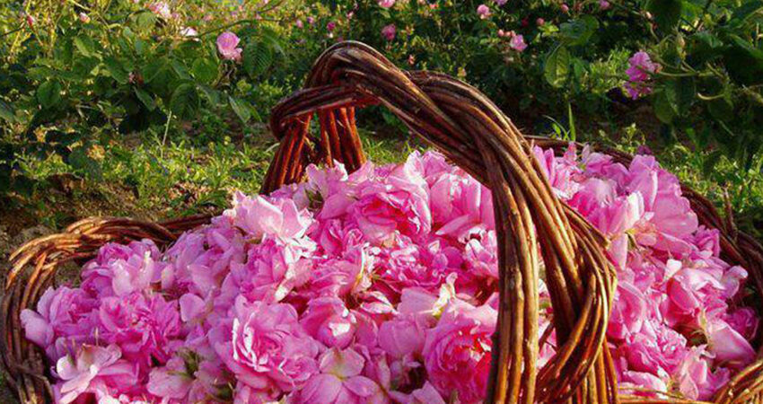 BULGARİSTAN KAZANLIK GÜL FESTİVALİ VE STARA ZAGORA TURU (7 HAZİRAN 2026)