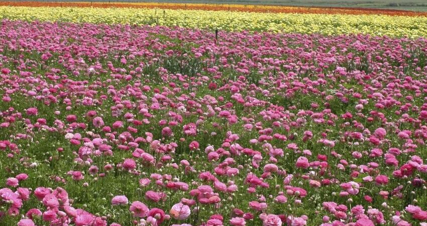 BULGARİSTAN KAZANLIK GÜL FESTİVALİ VE STARA ZAGORA TURU (7 HAZİRAN 2026)